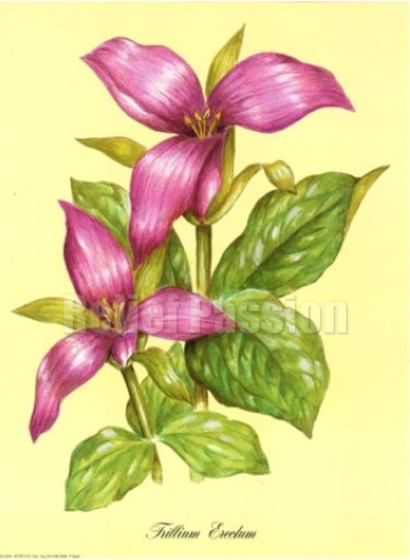Trillium Erectum (24x30)