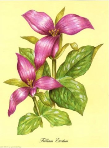 Trillium Erectum (24x30)